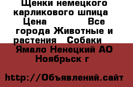 Щенки немецкого карликового шпица › Цена ­ 20 000 - Все города Животные и растения » Собаки   . Ямало-Ненецкий АО,Ноябрьск г.